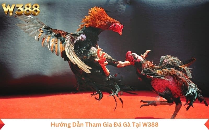 hướng dẫn chơi đá gà online tại nhà cái W388